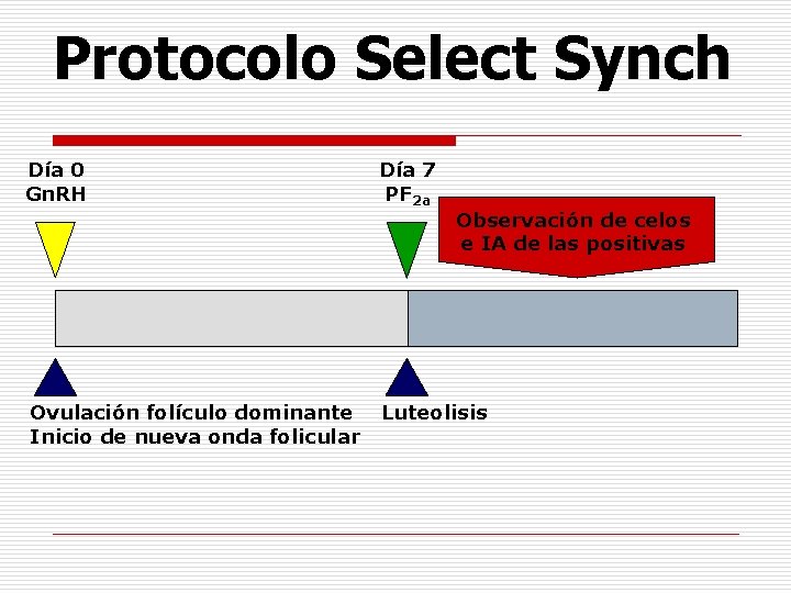 Protocolo Select Synch Día 0 Gn. RH Ovulación folículo dominante Inicio de nueva onda Protocolo Select Synch Día 0 Gn. RH Ovulación folículo dominante Inicio de nueva onda