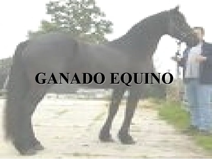 GANADO EQUINO GANADO EQUINO