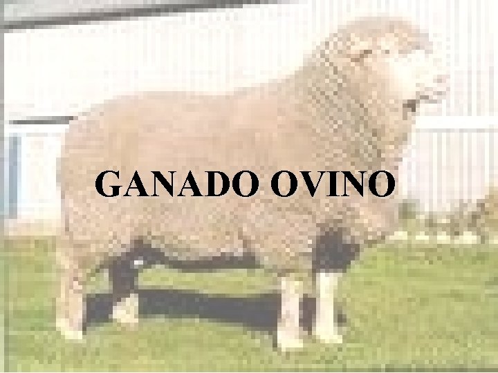 GANADO OVINO GANADO OVINO