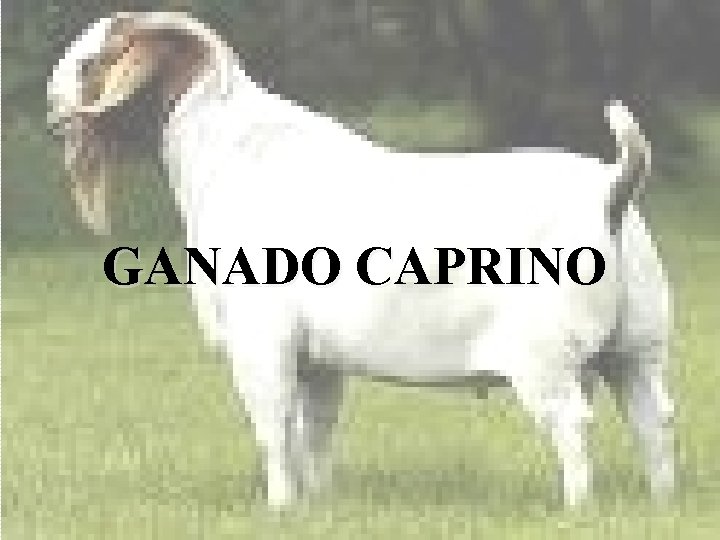 GANADO CAPRINO GANADO CAPRINO