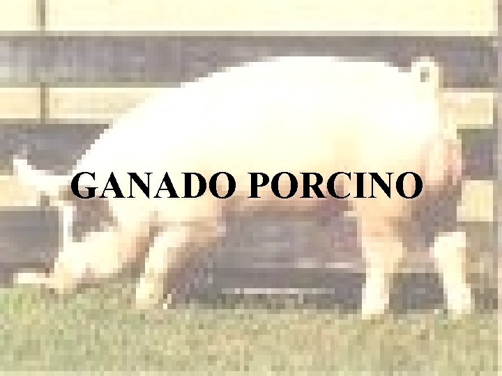 GANADO PORCINO GANADO PORCINO
