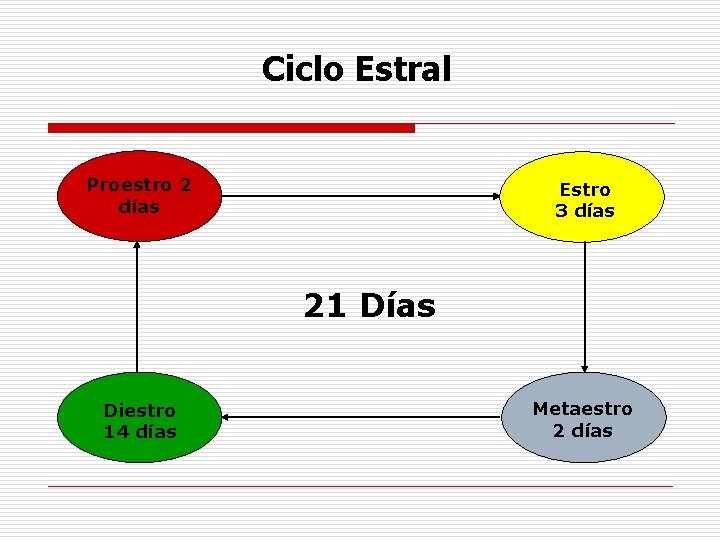 Ciclo Estral Proestro 2 días Estro 3 días 21 Días Diestro 14 días Metaestro Ciclo Estral Proestro 2 días Estro 3 días 21 Días Diestro 14 días Metaestro
