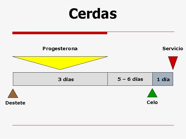 Cerdas Progesterona 3 días Destete Servicio 5 – 6 días 1 día Celo Cerdas Progesterona 3 días Destete Servicio 5 – 6 días 1 día Celo