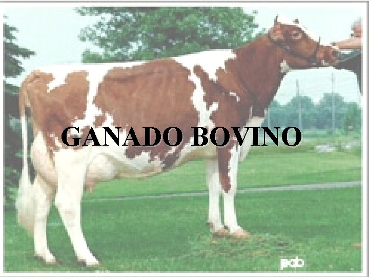 GANADO BOVINO GANADO BOVINO