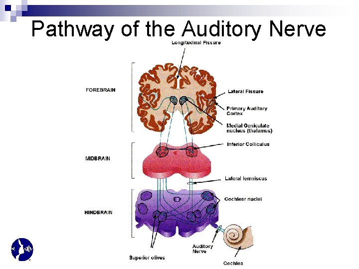Pathway of the Auditory Nerve 