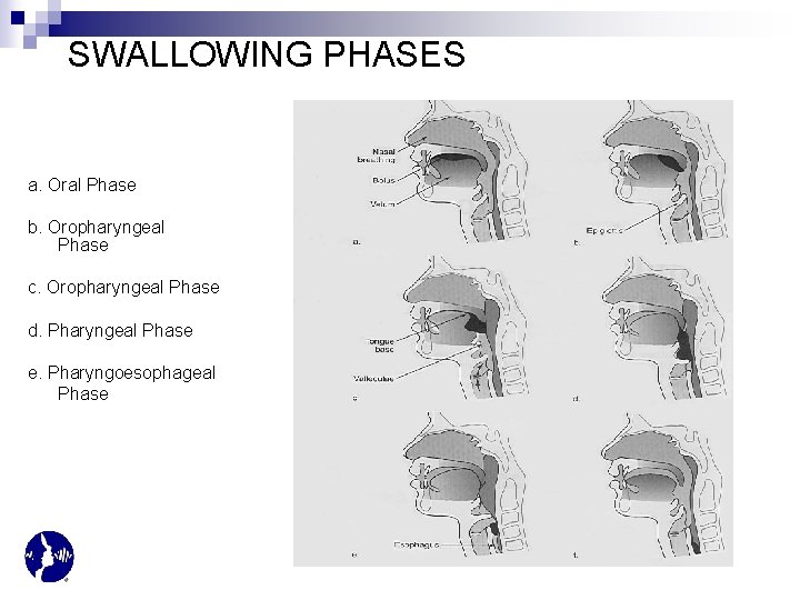 SWALLOWING PHASES a. Oral Phase b. Oropharyngeal Phase c. Oropharyngeal Phase d. Pharyngeal Phase