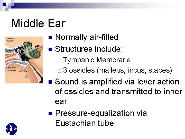 Middle Ear Normally air-filled n Structures include: n ¨ Tympanic Membrane ¨ 3 ossicles