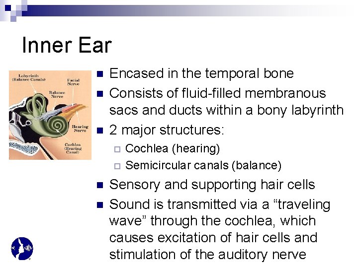 Inner Ear n n n Encased in the temporal bone Consists of fluid-filled membranous