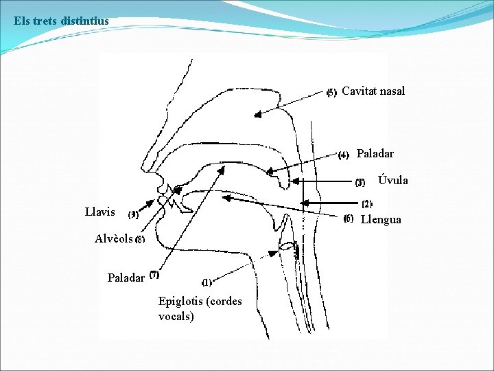 Els trets distintius Cavitat nasal Paladar Úvula Llavis Llengua Alvèols Paladar Epiglotis (cordes vocals)