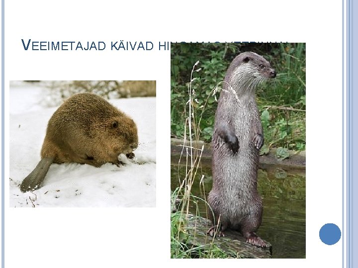 VEEIMETAJAD KÄIVAD HINGAMAS VEEPINNAL 