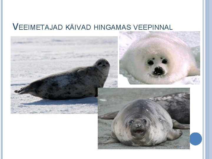 VEEIMETAJAD KÄIVAD HINGAMAS VEEPINNAL 