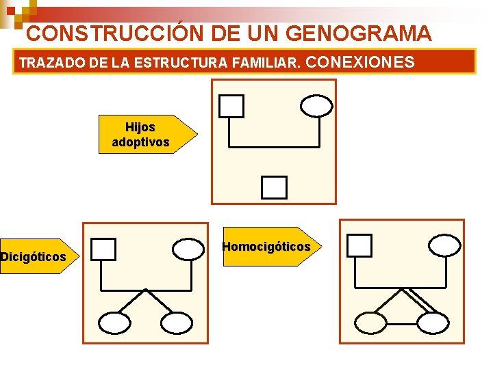 CONSTRUCCIÓN DE UN GENOGRAMA TRAZADO DE LA ESTRUCTURA FAMILIAR. CONEXIONES Dicigóticos Hijos adoptivos Homocigóticos CONSTRUCCIÓN DE UN GENOGRAMA TRAZADO DE LA ESTRUCTURA FAMILIAR. CONEXIONES Dicigóticos Hijos adoptivos Homocigóticos