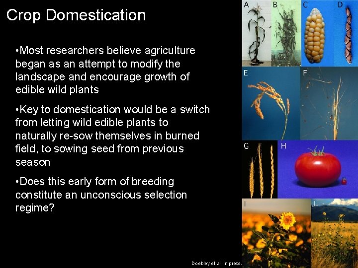 Crop Domestication • Most researchers believe agriculture began as an attempt to modify the