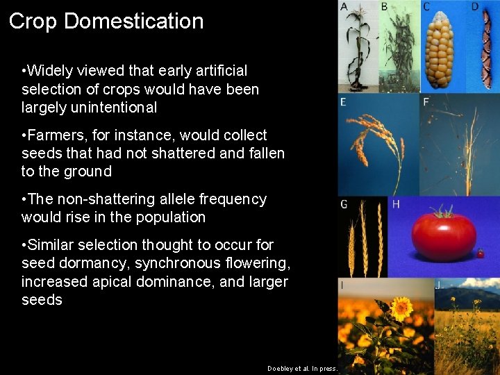 Crop Domestication • Widely viewed that early artificial selection of crops would have been