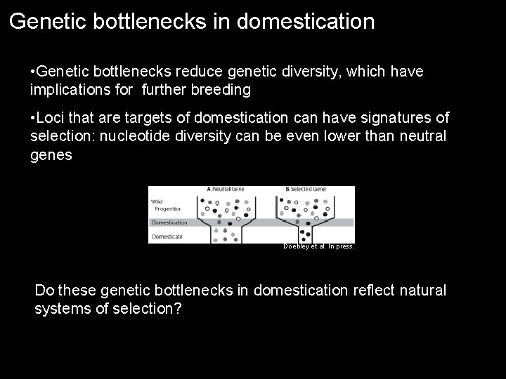 Genetic bottlenecks in domestication • Genetic bottlenecks reduce genetic diversity, which have implications for