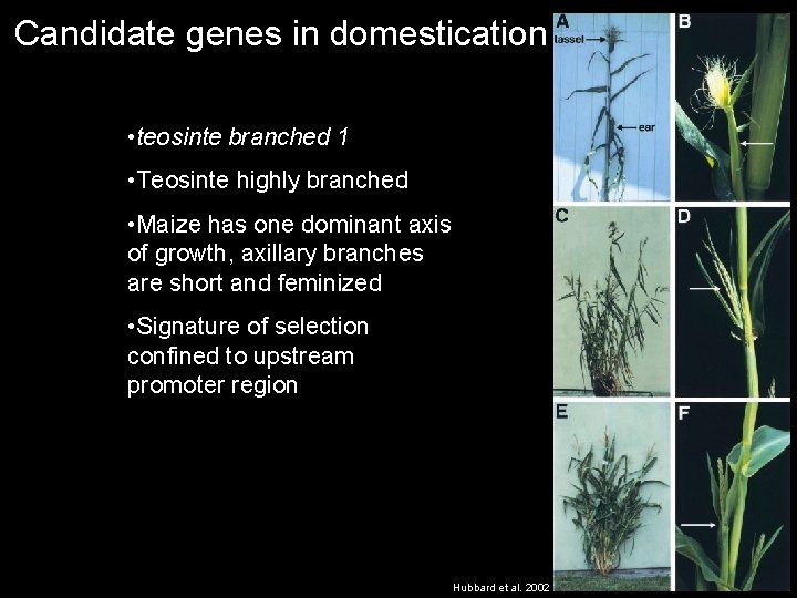 Candidate genes in domestication • teosinte branched 1 • Teosinte highly branched • Maize