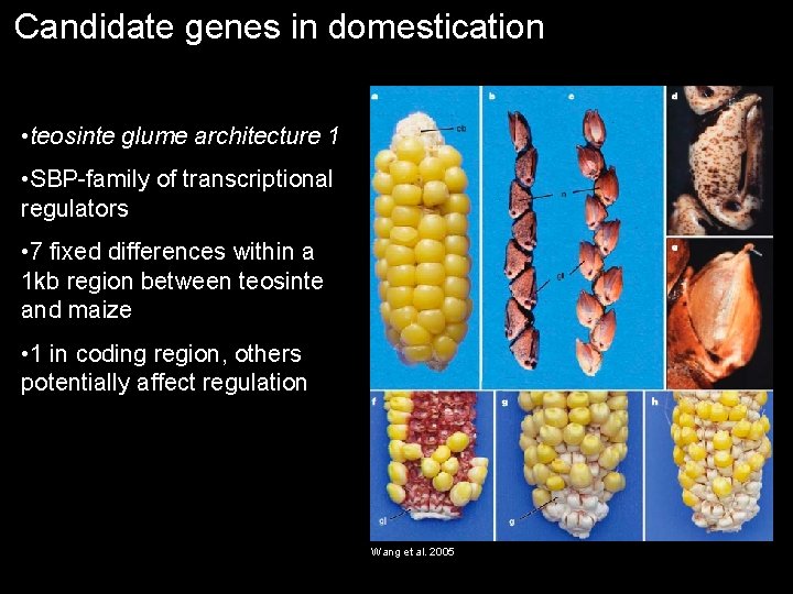 Candidate genes in domestication • teosinte glume architecture 1 • SBP-family of transcriptional regulators