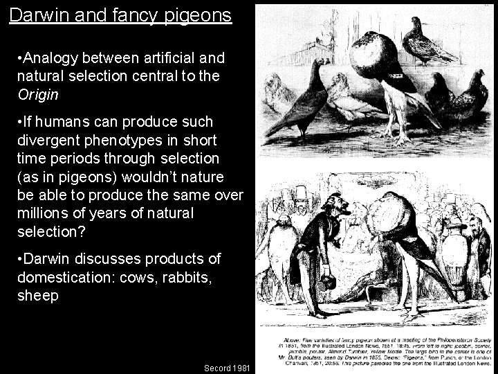 Darwin and fancy pigeons • Analogy between artificial and natural selection central to the