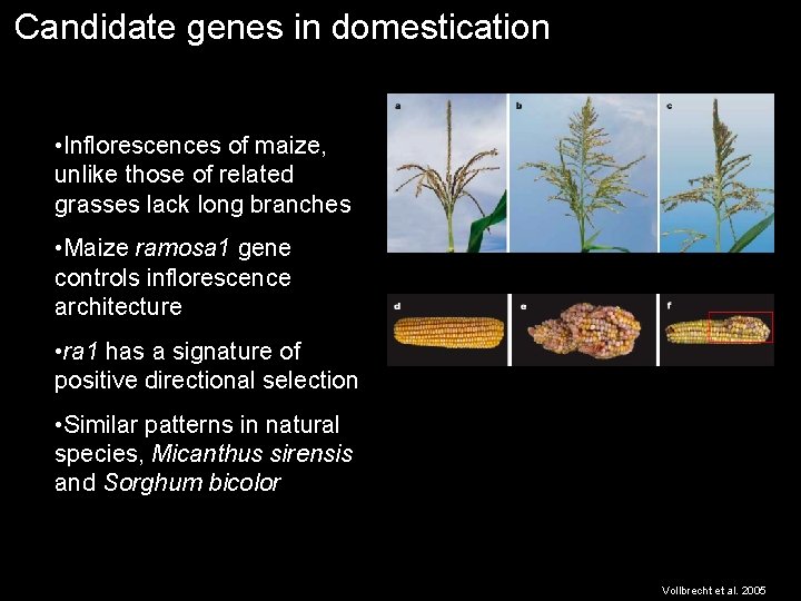 Candidate genes in domestication • Inflorescences of maize, unlike those of related grasses lack