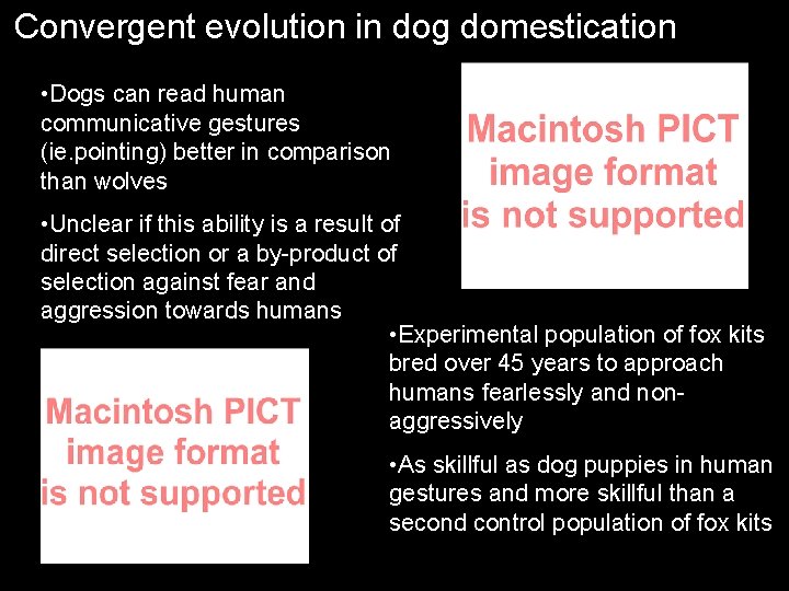 Convergent evolution in dog domestication • Dogs can read human communicative gestures (ie. pointing)
