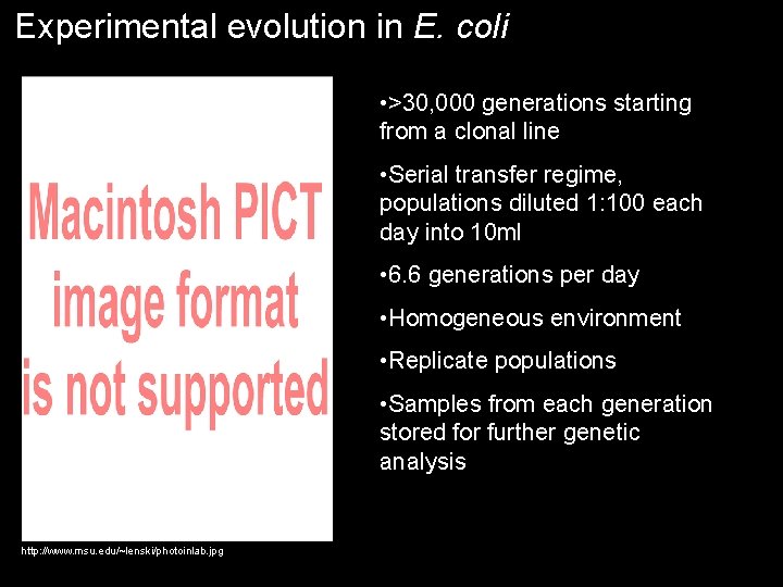 Experimental evolution in E. coli • >30, 000 generations starting from a clonal line