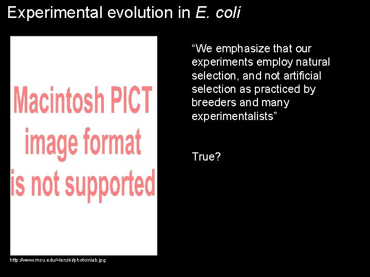 Experimental evolution in E. coli “We emphasize that our experiments employ natural selection, and