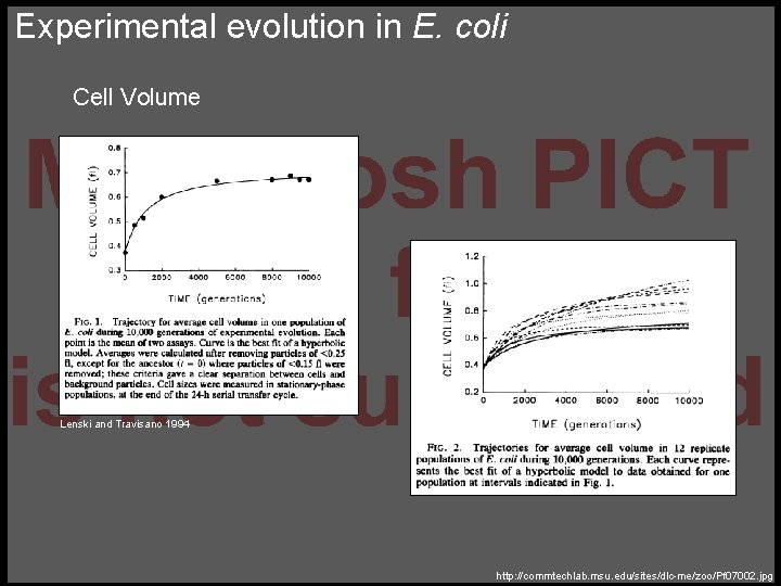 Experimental evolution in E. coli Cell Volume Lenski and Travisano 1994 http: //commtechlab. msu.