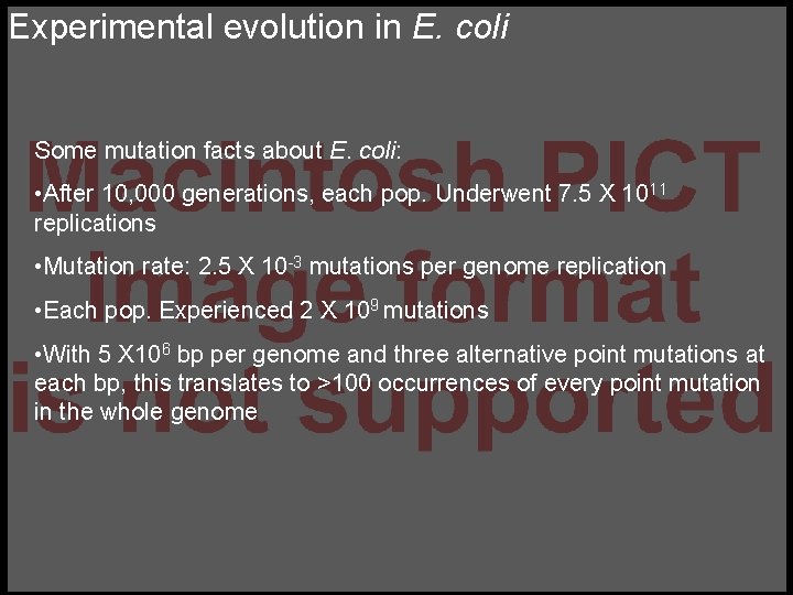 Experimental evolution in E. coli Some mutation facts about E. coli: • After 10,