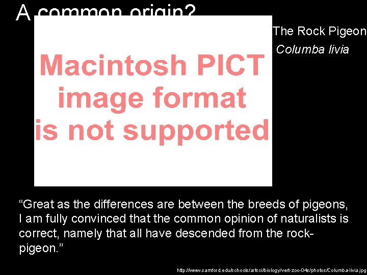 A common origin? The Rock Pigeon Columba livia “Great as the differences are between