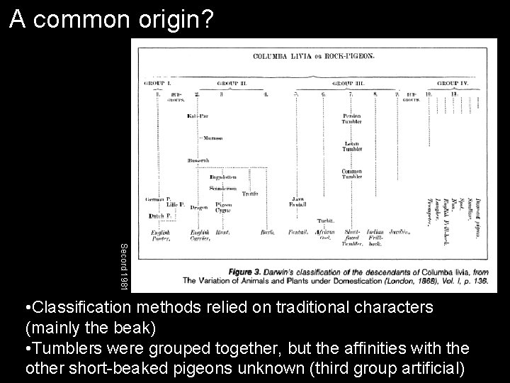 A common origin? Secord 1981 • Classification methods relied on traditional characters (mainly the