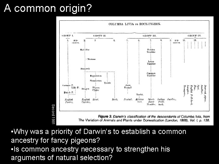 A common origin? Secord 1981 • Why was a priority of Darwin’s to establish