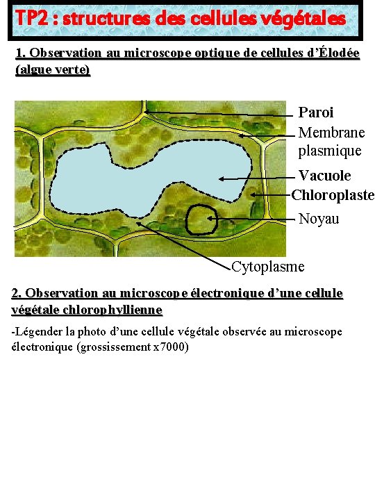 TP 2 : structures des cellules végétales 1. Observation au microscope optique de cellules