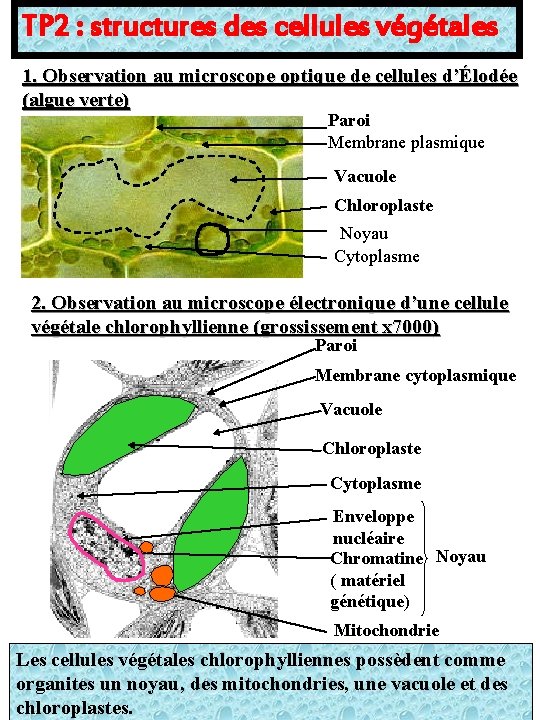 TP 2 : structures des cellules végétales 1. Observation au microscope optique de cellules