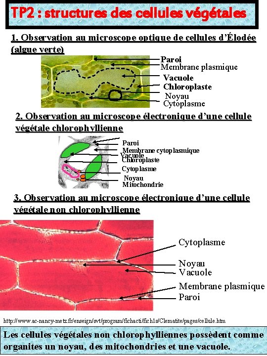 TP 2 : structures des cellules végétales 1. Observation au microscope optique de cellules