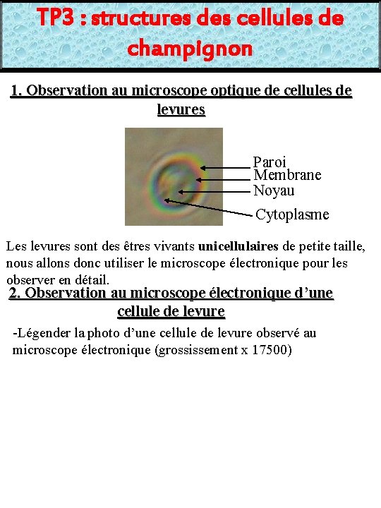 TP 3 : structures des cellules de champignon 1. Observation au microscope optique de