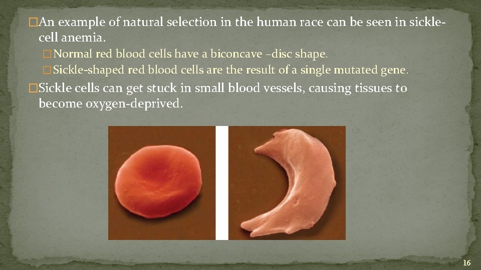 �An example of natural selection in the human race can be seen in sickle-