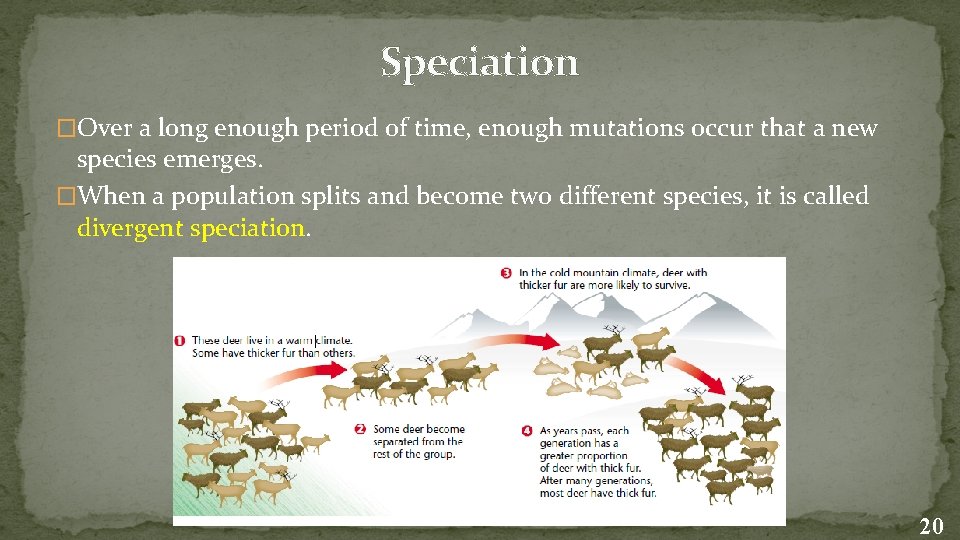 Speciation �Over a long enough period of time, enough mutations occur that a new