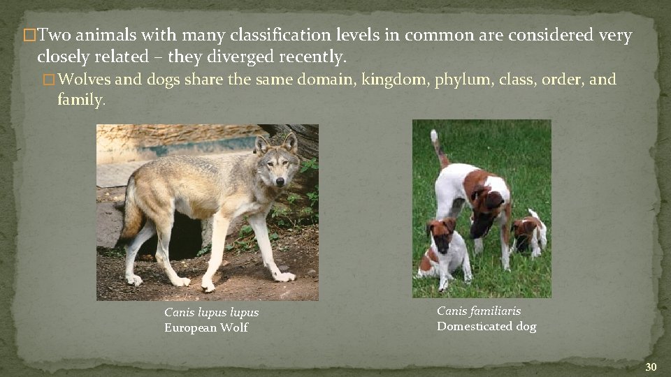 �Two animals with many classification levels in common are considered very closely related –