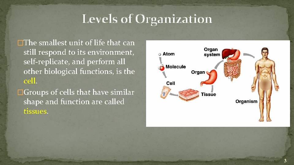 Levels of Organization �The smallest unit of life that can still respond to its