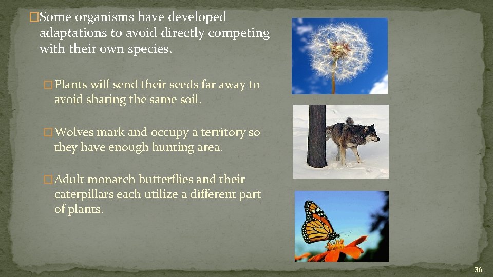 �Some organisms have developed adaptations to avoid directly competing with their own species. �
