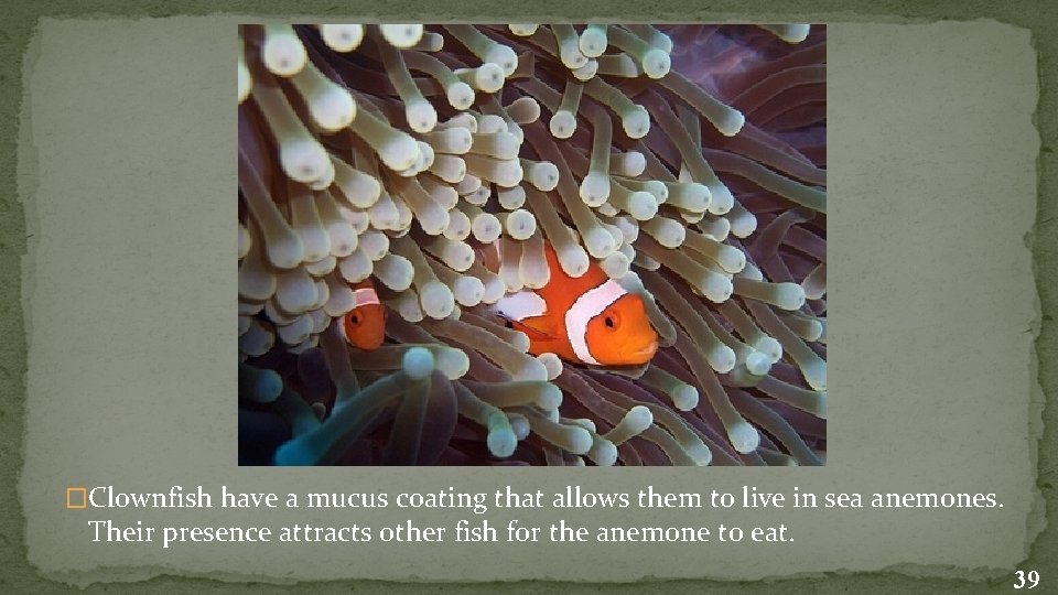 �Clownfish have a mucus coating that allows them to live in sea anemones. Their