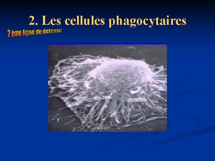 2. Les cellules phagocytaires 