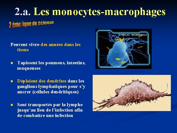 2. a. Les monocytes-macrophages Peuvent vivre des années dans les tissus n Tapissent les