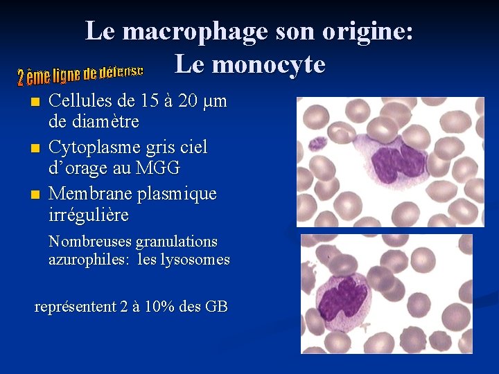 Le macrophage son origine: Le monocyte n n n Cellules de 15 à 20