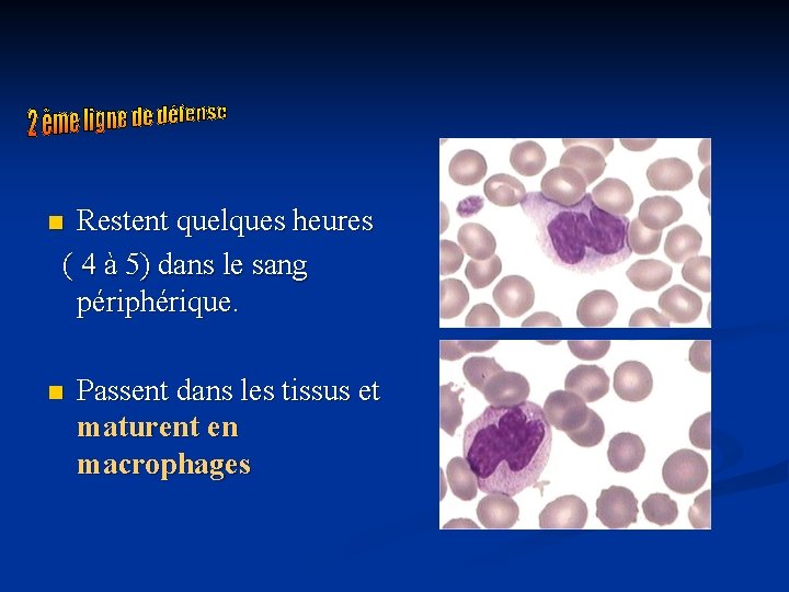 Restent quelques heures ( 4 à 5) dans le sang périphérique. n n Passent