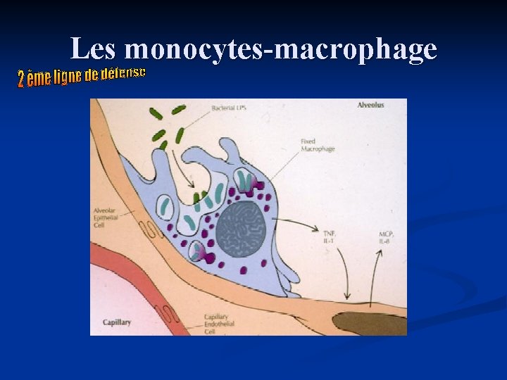 Les monocytes-macrophage 