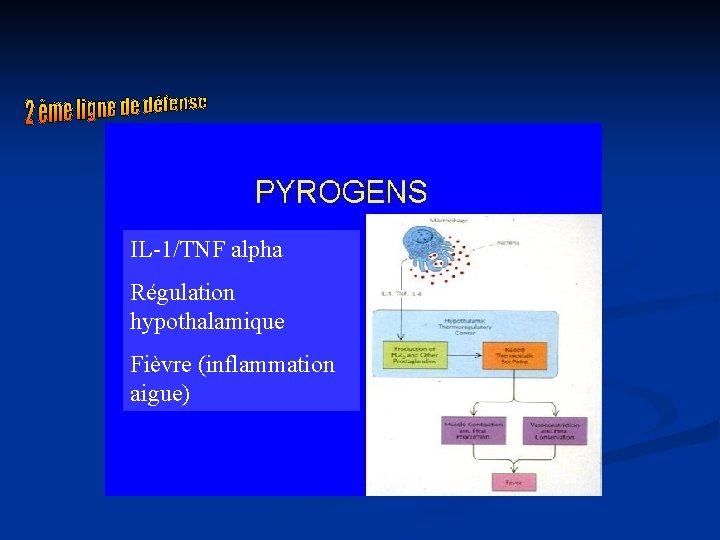 IL-1/TNF alpha Régulation hypothalamique Fièvre (inflammation aigue) 