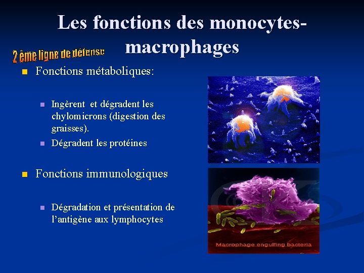 Les fonctions des monocytesmacrophages n Fonctions métaboliques: n n n Ingèrent et dégradent les