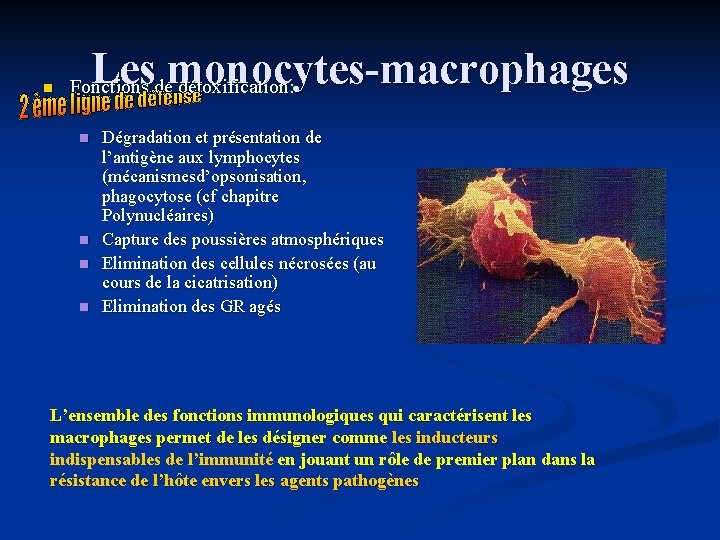 n Les monocytes-macrophages Fonctions de détoxification: n n Dégradation et présentation de l’antigène aux