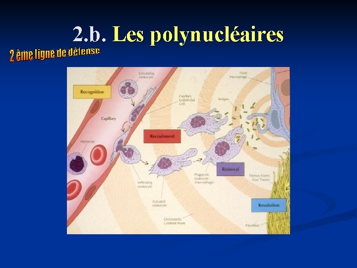 2. b. Les polynucléaires 